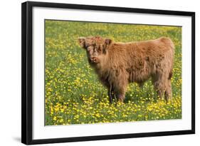 Highland Cattle-null-Framed Photographic Print