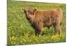 Highland Cattle-null-Mounted Photographic Print