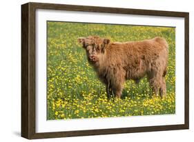 Highland Cattle-null-Framed Photographic Print