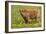 Highland Cattle-null-Framed Photographic Print