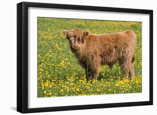 Highland Cattle-null-Framed Photographic Print