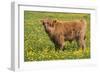 Highland Cattle-null-Framed Photographic Print