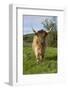 Highland Cattle-null-Framed Photographic Print