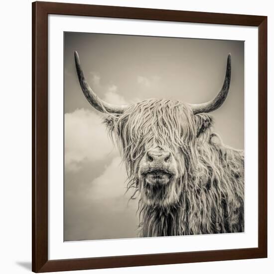 Highland Cattle-Mark Gemmell-Framed Photographic Print