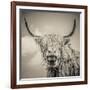 Highland Cattle-Mark Gemmell-Framed Photographic Print