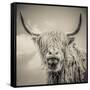 Highland Cattle-Mark Gemmell-Framed Stretched Canvas