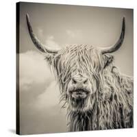 Highland Cattle-Mark Gemmell-Stretched Canvas