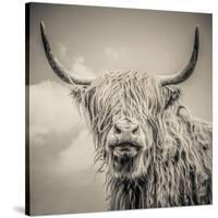 Highland Cattle-Mark Gemmell-Stretched Canvas