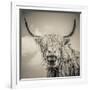 Highland Cattle-Mark Gemmell-Framed Photographic Print