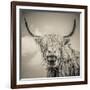 Highland Cattle-Mark Gemmell-Framed Photographic Print