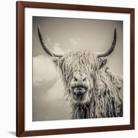 Highland Cattle-Mark Gemmell-Framed Photographic Print