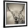 Highland Cattle-Mark Gemmell-Framed Photographic Print