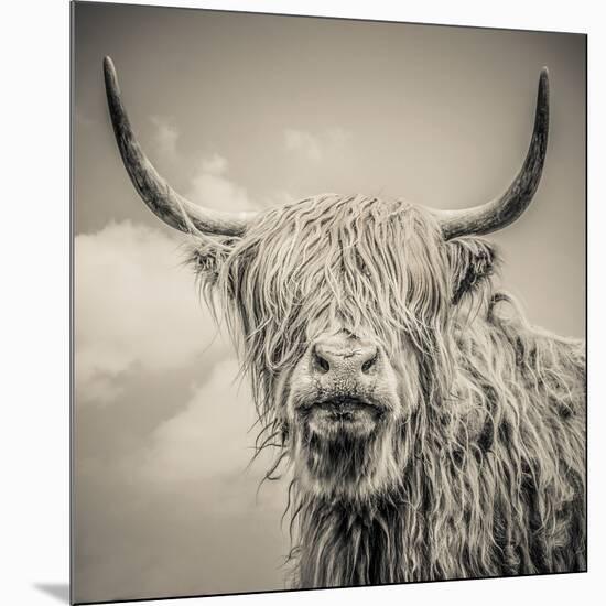 Highland Cattle-Mark Gemmell-Mounted Photographic Print