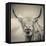 Highland Cattle-Mark Gemmell-Framed Stretched Canvas