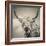 Highland Cattle-Mark Gemmell-Framed Photographic Print