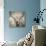 Highland Cattle-Mark Gemmell-Stretched Canvas displayed on a wall