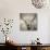 Highland Cattle-Mark Gemmell-Stretched Canvas displayed on a wall