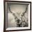 Highland Cattle-Mark Gemmell-Framed Photographic Print