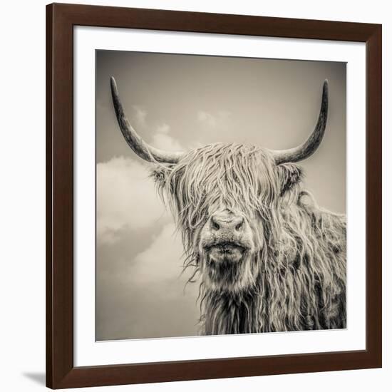 Highland Cattle-Mark Gemmell-Framed Photographic Print