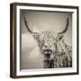 Highland Cattle-Mark Gemmell-Framed Photographic Print