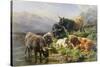 Highland Cattle-William Watson-Stretched Canvas