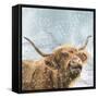 Highland Cow 001-Clare Davis London-Framed Stretched Canvas