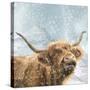 Highland Cow 001-Clare Davis London-Stretched Canvas