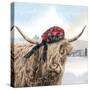 Highland Cow 002-Clare Davis London-Stretched Canvas