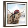 Highland Cow 002-Clare Davis London-Framed Giclee Print