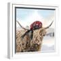 Highland Cow 002-Clare Davis London-Framed Giclee Print