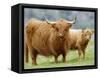 Highland Cow and Calf, Strathspey, Scotland, UK-Pete Cairns-Framed Stretched Canvas