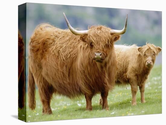 Highland Cow and Calf, Strathspey, Scotland, UK-Pete Cairns-Stretched Canvas