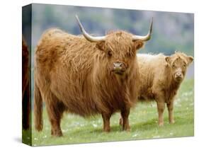 Highland Cow and Calf, Strathspey, Scotland, UK-Pete Cairns-Stretched Canvas