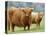 Highland Cow and Calf, Strathspey, Scotland, UK-Pete Cairns-Stretched Canvas