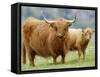 Highland Cow and Calf, Strathspey, Scotland, UK-Pete Cairns-Framed Stretched Canvas
