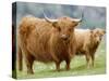 Highland Cow and Calf, Strathspey, Scotland, UK-Pete Cairns-Stretched Canvas