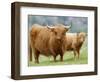 Highland Cow and Calf, Strathspey, Scotland, UK-Pete Cairns-Framed Premium Photographic Print