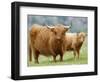 Highland Cow and Calf, Strathspey, Scotland, UK-Pete Cairns-Framed Premium Photographic Print