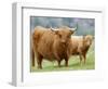 Highland Cow and Calf, Strathspey, Scotland, UK-Pete Cairns-Framed Premium Photographic Print