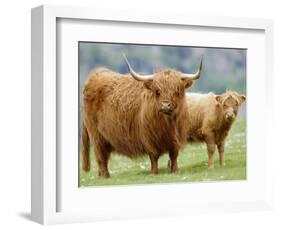 Highland Cow and Calf, Strathspey, Scotland, UK-Pete Cairns-Framed Premium Photographic Print