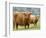 Highland Cow and Calf, Strathspey, Scotland, UK-Pete Cairns-Framed Premium Photographic Print