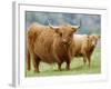 Highland Cow and Calf, Strathspey, Scotland, UK-Pete Cairns-Framed Photographic Print