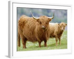 Highland Cow and Calf, Strathspey, Scotland, UK-Pete Cairns-Framed Photographic Print