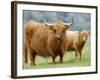 Highland Cow and Calf, Strathspey, Scotland, UK-Pete Cairns-Framed Photographic Print