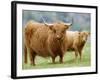 Highland Cow and Calf, Strathspey, Scotland, UK-Pete Cairns-Framed Photographic Print