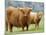 Highland Cow and Calf, Strathspey, Scotland, UK-Pete Cairns-Mounted Photographic Print