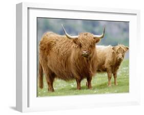 Highland Cow and Calf, Strathspey, Scotland, UK-Pete Cairns-Framed Photographic Print