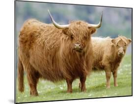 Highland Cow and Calf, Strathspey, Scotland, UK-Pete Cairns-Mounted Photographic Print