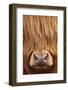 Highland Cow (Bos taurus) close-up, Isle of Mull, Inner Hebrides, Scotland, April-Laurie Campbell-Framed Photographic Print