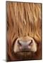 Highland Cow (Bos taurus) close-up, Isle of Mull, Inner Hebrides, Scotland, April-Laurie Campbell-Mounted Photographic Print